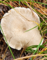 Cantharellula umbonata