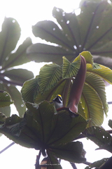 Vermivora chrysoptera