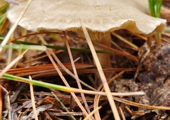 Cantharellula umbonata