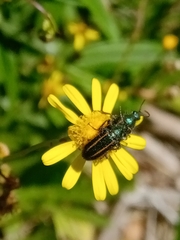 Astylus quadrilineatus