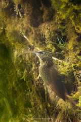 Campylorhamphus pusillus