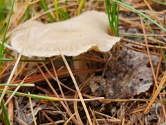 Cantharellula umbonata