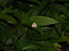 Eurema daira
