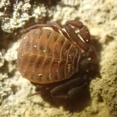 Pseudogarypus