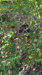 Duranta erecta