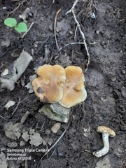 Cantharellus pallens