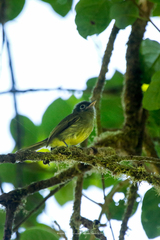 Rhynchocyclus brevirostris