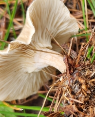 Cantharellula umbonata