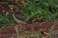 Turdus amaurochalinus