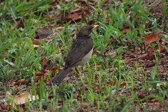 Turdus amaurochalinus