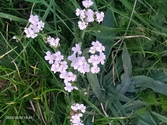 Achillea millefolium