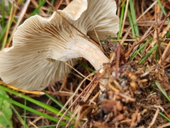 Cantharellula umbonata