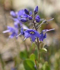 Veronica cusickii