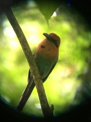 Electron platyrhynchum