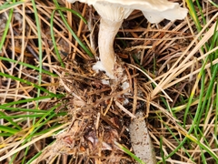 Cantharellula umbonata