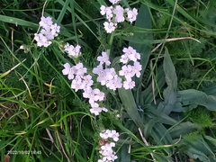 Achillea millefolium