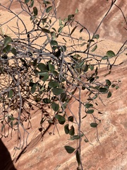 Amelanchier utahensis