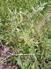 Solanum chenopodioides
