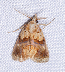 Plusiodonta compressipalpis