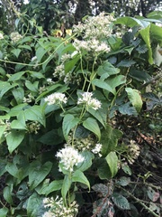 Mikania chenopodiifolia