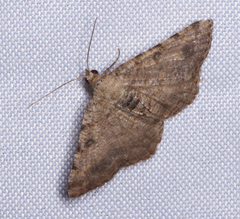 Digrammia gnophosaria