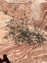 Amelanchier utahensis