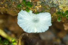 Porotheleaceae