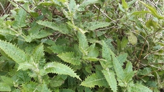 Urtica ferox