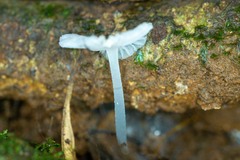 Porotheleaceae
