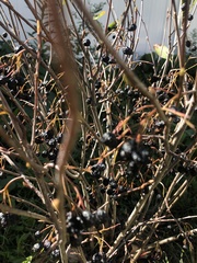 Aronia arbutifolia