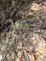Amelanchier utahensis