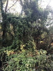 Mikania chenopodiifolia