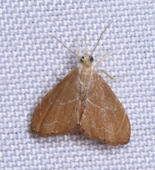 Glaphyria peremptalis