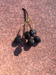 Aronia arbutifolia
