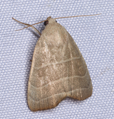 Bagisara rectifascia