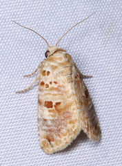 Diastema tigris