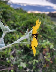 Helianthus argophyllus