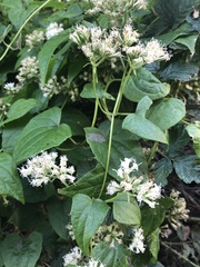 Mikania chenopodiifolia