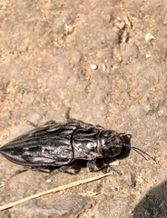 Chalcophora mexicana