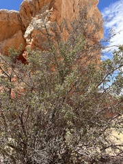 Amelanchier utahensis