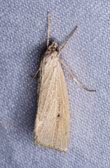 Eoreuma densellus