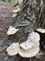 Climacocystis borealis