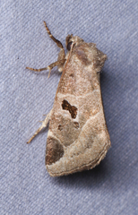 Plagiomimicus pityochromus