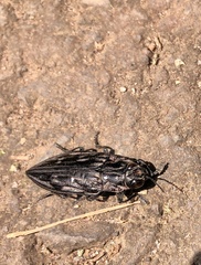 Chalcophora mexicana