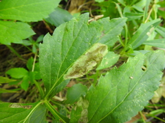 Calycomyza frickiana