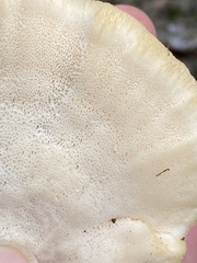 Climacocystis borealis