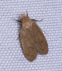 Inga obscuromaculella