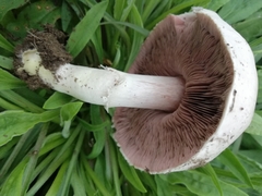 Agaricus