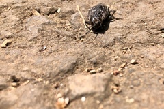 Chalcophora mexicana