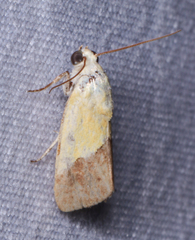 Ponometia semiflava